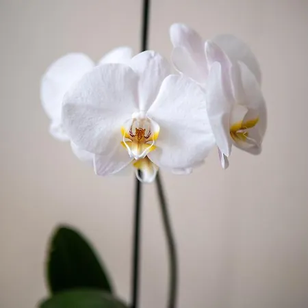 Clos Saint Martin Affittacamere