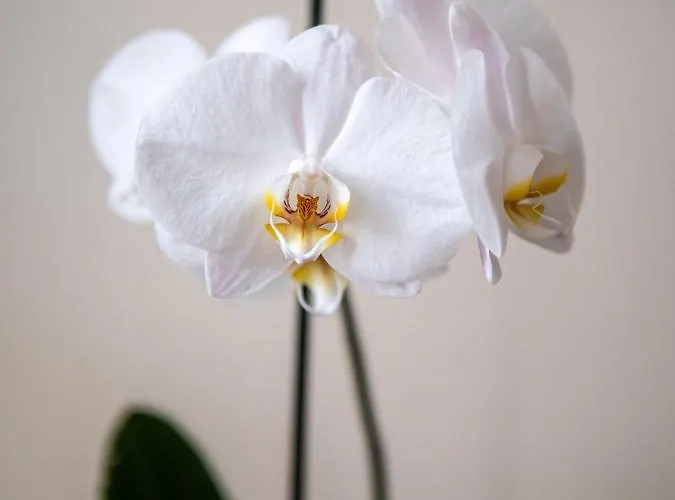 Clos Saint-martin בית הארחה